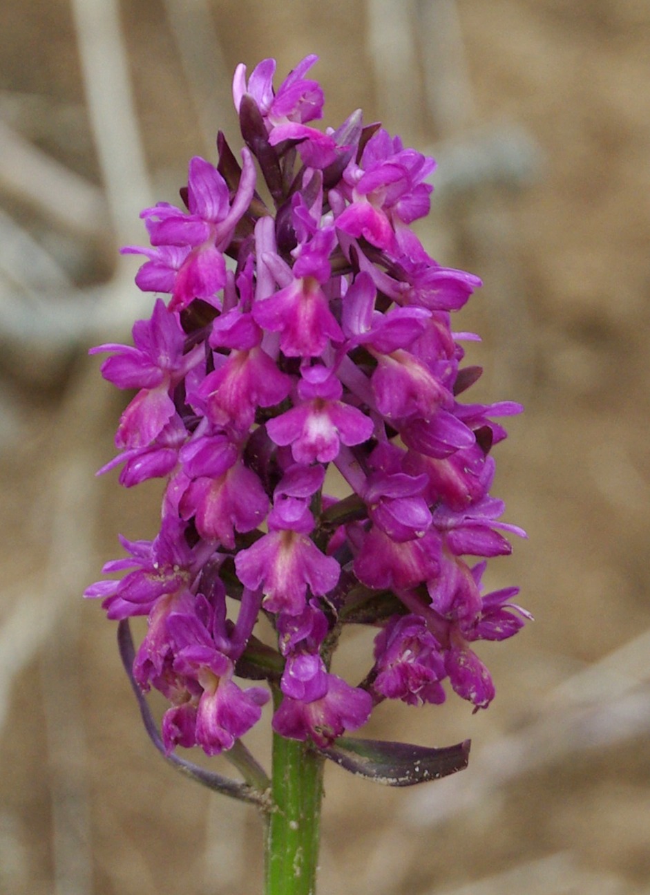 Dactylorhiza romana - ancora dal Molise